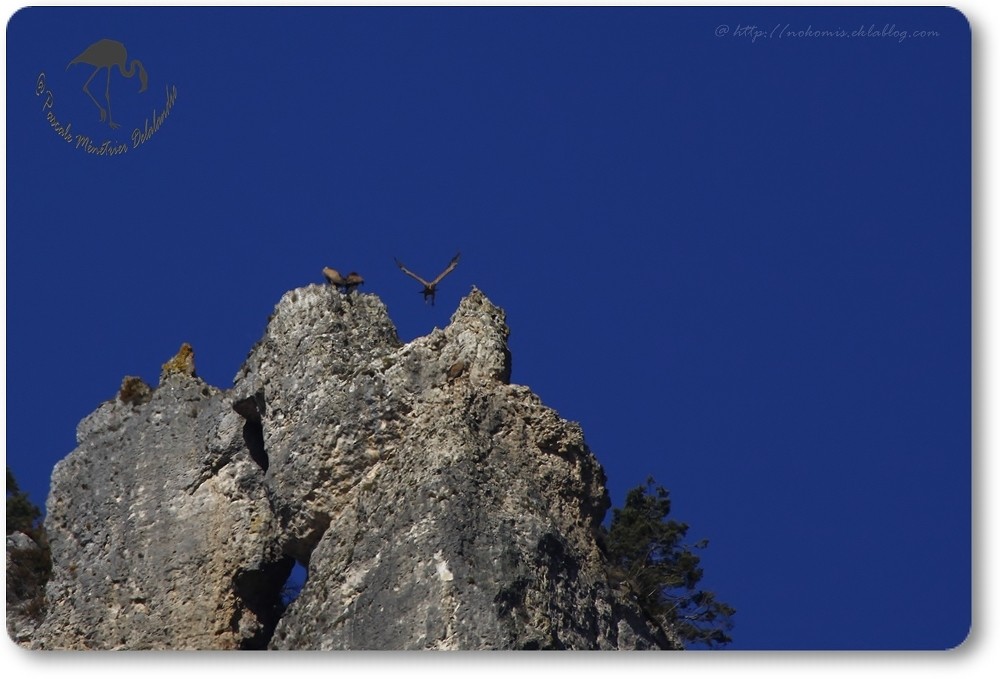 Vols de vautours (Gorges de la Jonte)...