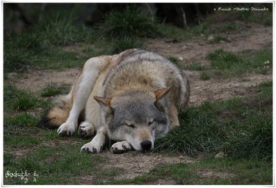 Loups de Pologne (Canis lupus lupus)
