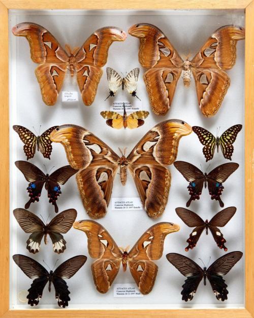 LEPIDOPTERES 4