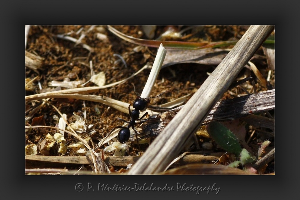 Travail titanesque des fourmis...