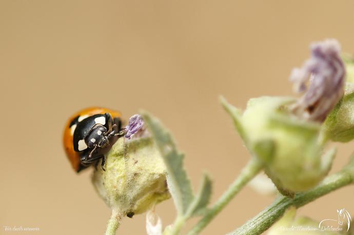 Coccinelle à sept points - Coccinella septempunctata