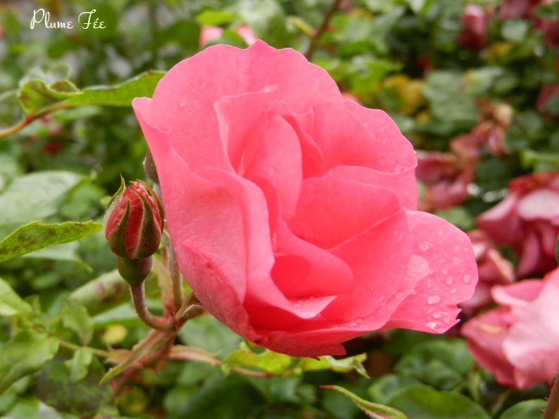Image010.jpg