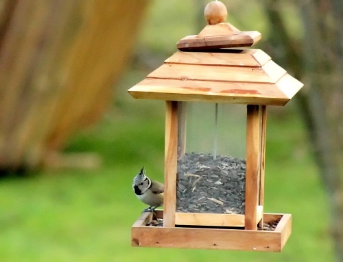 Une nouvelle et jolie visiteuse de mon jardin...