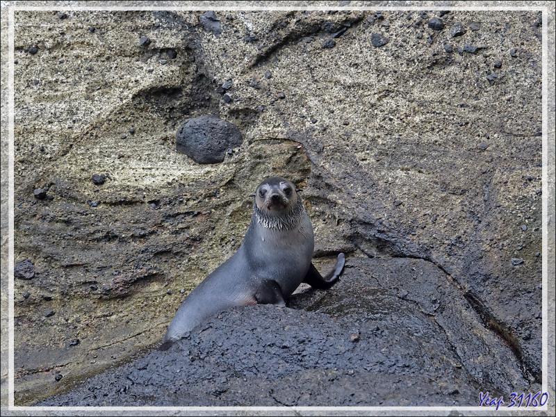 Otarie à fourrure subantarctique, ou Otarie d'Amsterdam, Subantarctic fur seal (Arctocephalus tropicalis ) - Nightingale Island - Tristan da Cunha