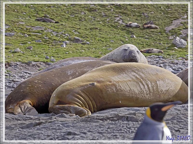 Des Manchots royaux partout, au milieu de gros rochers qui sont, en fait, des Éléphants de mer - Saint Andrews Bay - Géorgie du Sud