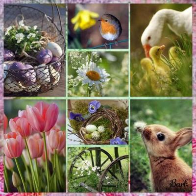 collages animaux