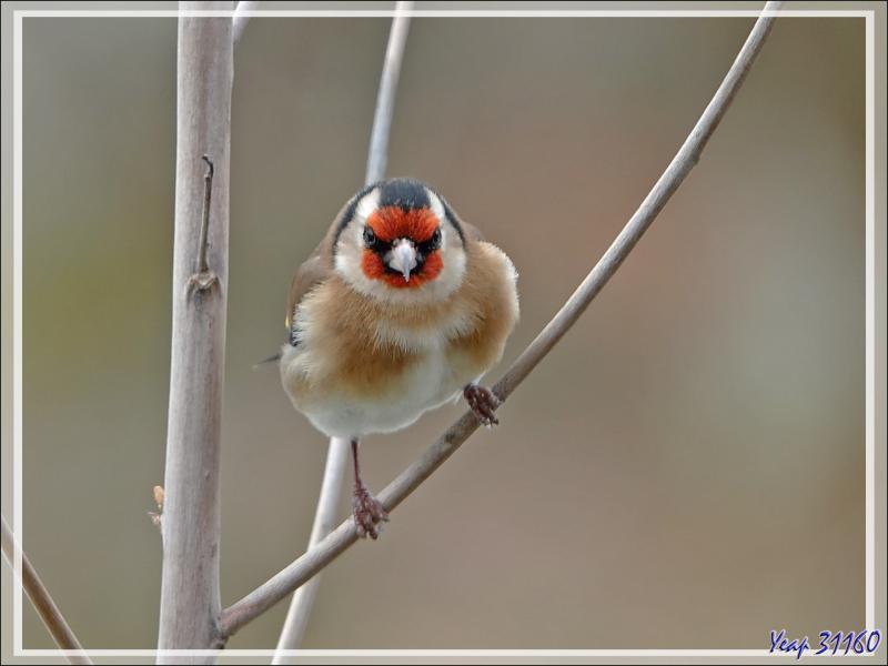 Mésange bleue, Eurasian Blue Tit (Cyanistes caeruleus) Pinson des arbres, Common Chaffinch (Fringilla coelebs) Chardonneret élégant, European Goldfinch (Carduelis carduelis) - Lartigau, Milhas - 31