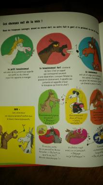 Tout sur le cheval... et le reste