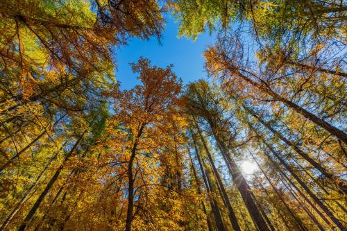 Dernier jour d'automne