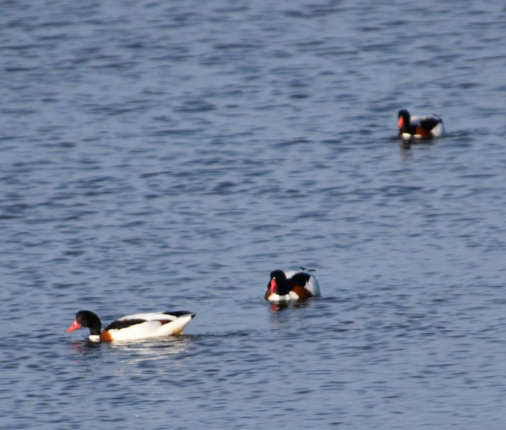 Colonie de tadornes de belon - décembre 2022...