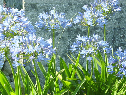 IMGP0274.JPG