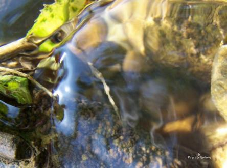 Les Emanants de Pascale