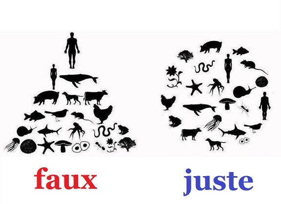 hierarchie_faux_juste