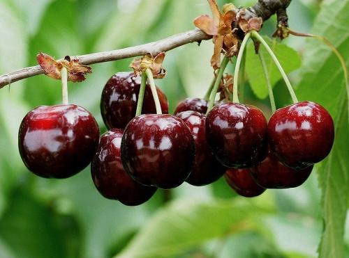 Arbre fruitier : Cerisier