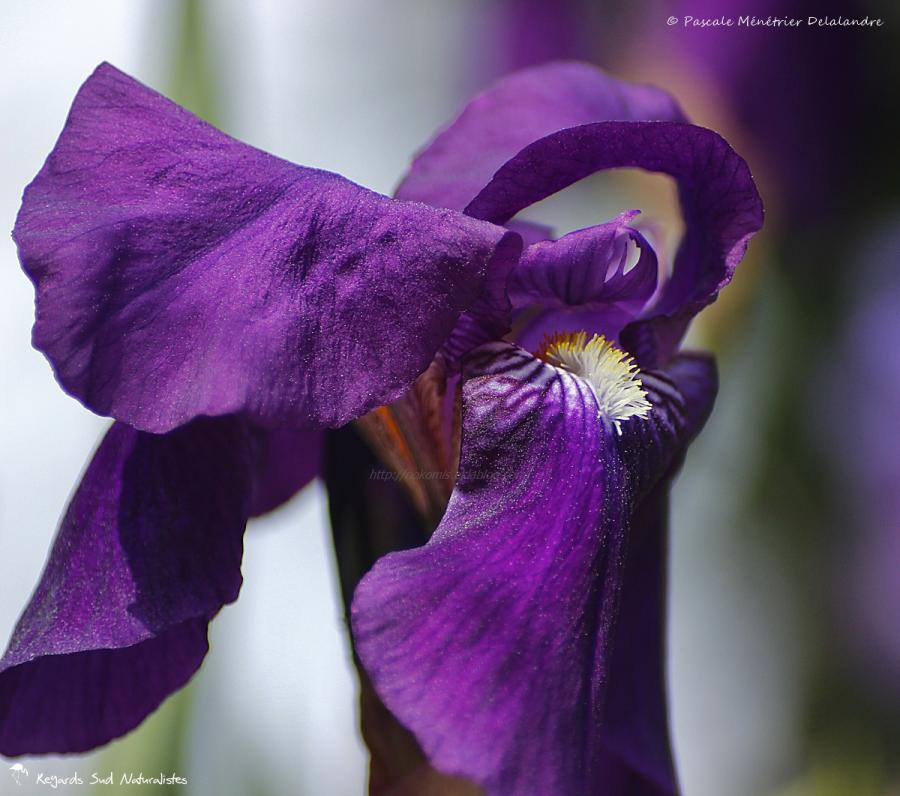Iris