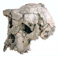 Première sortie d'Afrique d'Homo erectus
