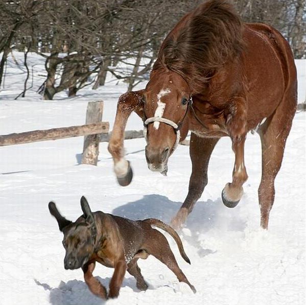 Animaux martiaux
