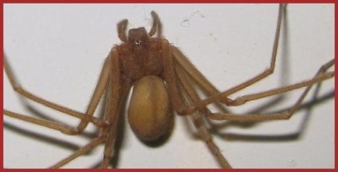Insectes / arachnidée  (1)