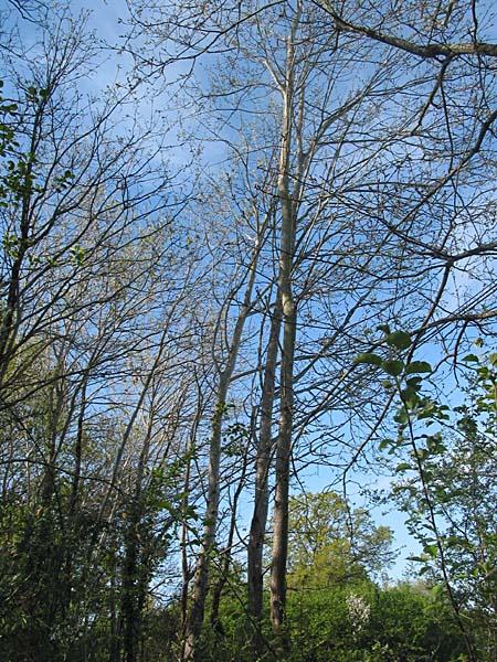 Vertus médicinales des arbres : Tremble