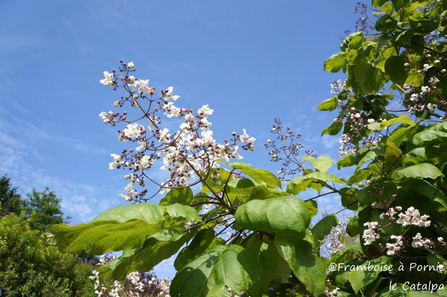 Le Catalpa l'arbre haricot 