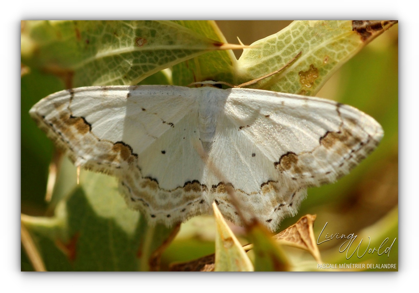 Quelques Papillons... (autres familles)