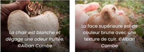 Carpophore du Polypore du bouleau (x2).jpg