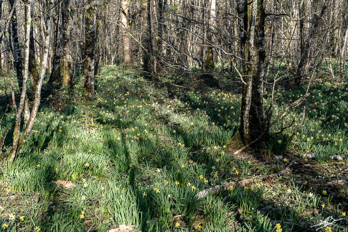 Vergongeat et son trésor