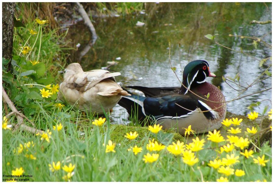 Canard carolin