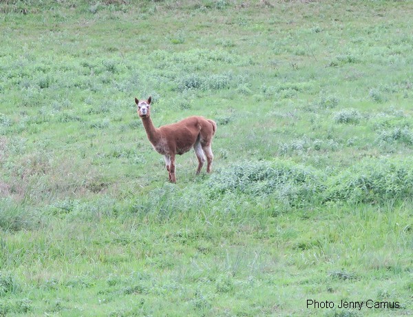 Cet été, des lamas ont brouté l'herbe autour du château de Rochefort sur Brevon !