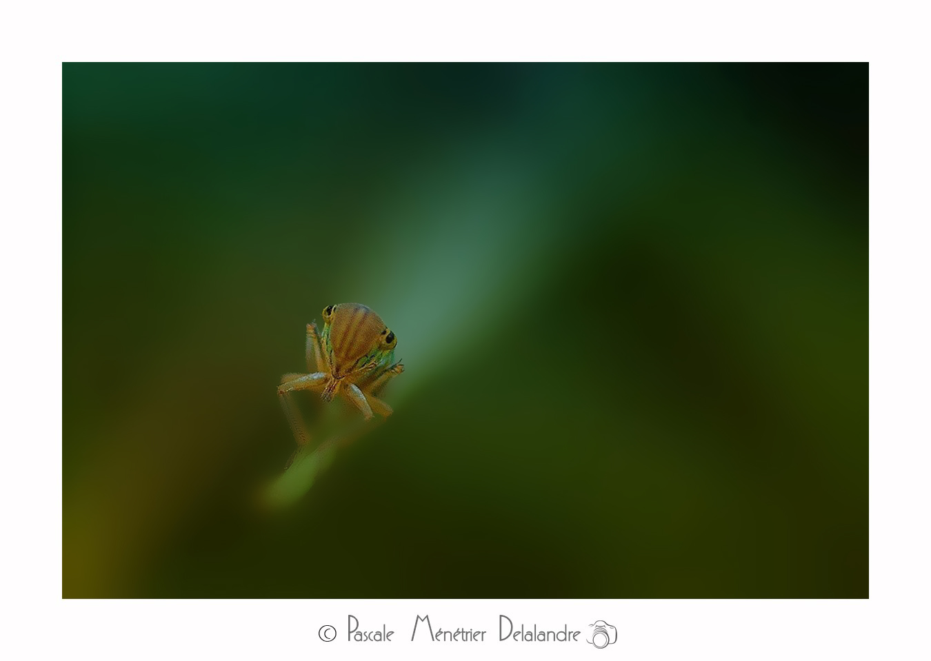 Cicadelle verte (Empoasca vitis)