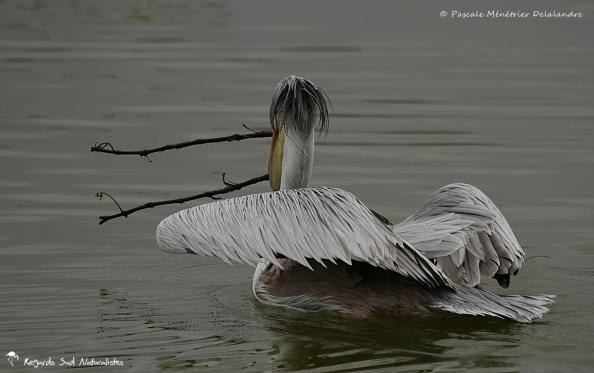 Pélican gris (ou Pélican à dos rosé)