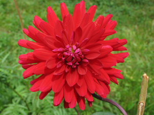 Les fleurs communiquent