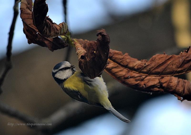 Lac des Minimes : Petite mésange bleue