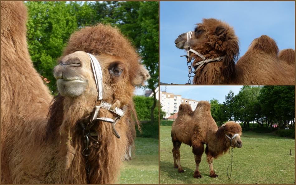 Animation dans mon quartier