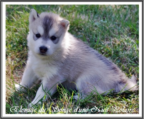 Chiot Husky Femelle 2 (25j)