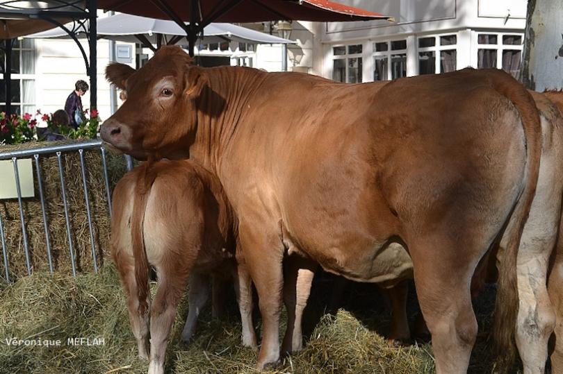 Rambouillet : La Saint Lubin - les 15èmes Comices agricoles : Les éleveurs à l'honneur