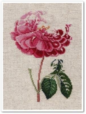 "La Duchesse" 4