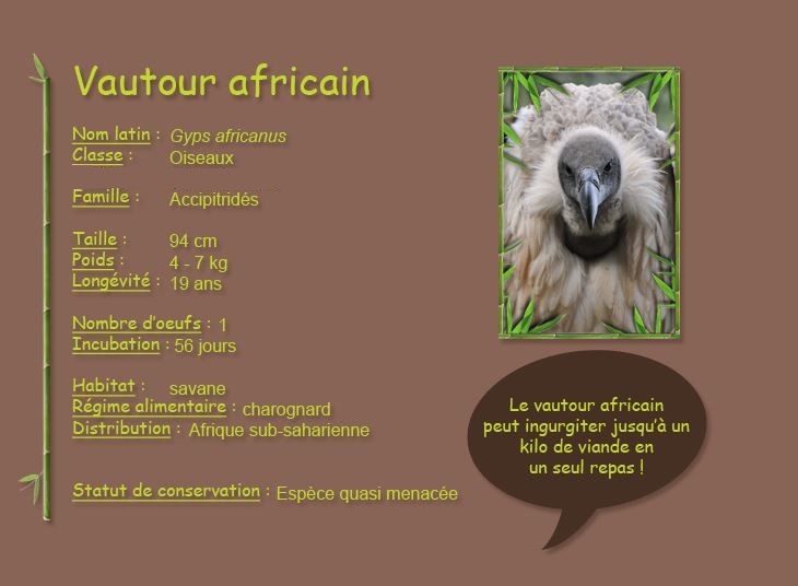 Vautour africain