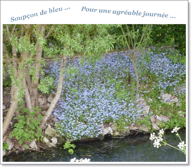 Motif printanier "le myosotis" ...