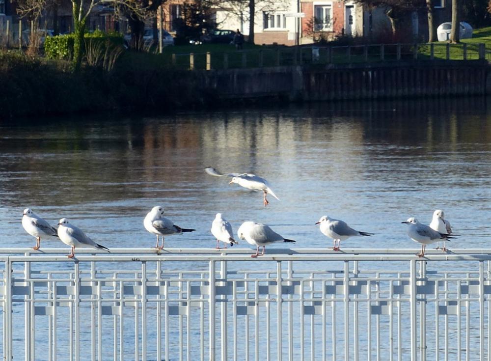 Le Jardin des Plantes (suite)