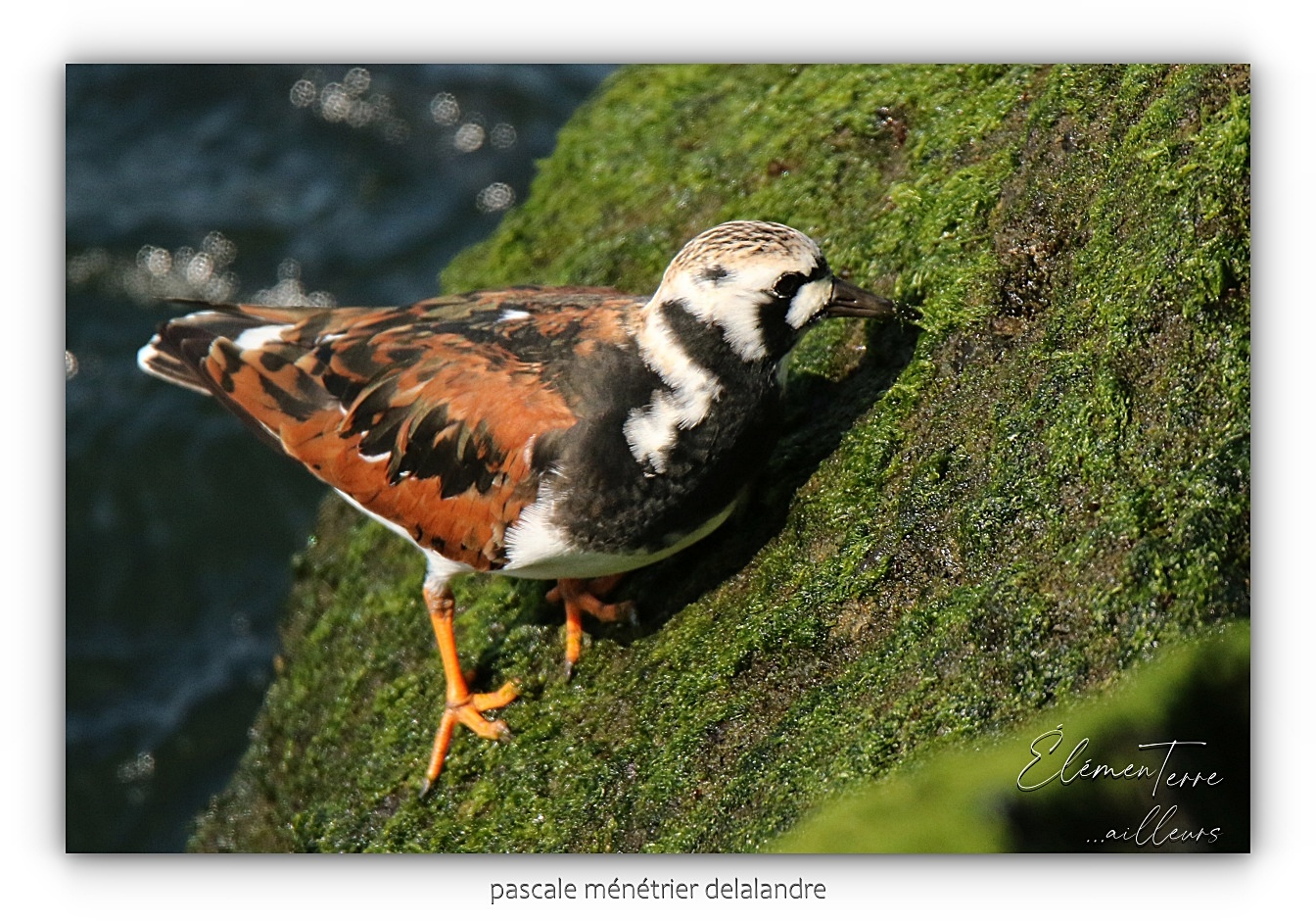 Tournepierres à collier ♂ et ♀