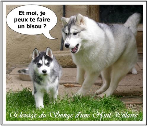 Portées de Joy et d'Irwen (28 avril 2016)