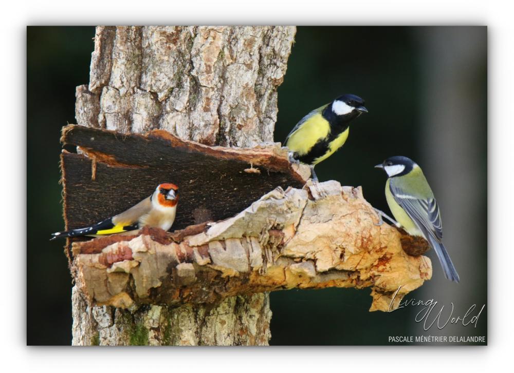 Peut-on donner du PAIN, SEMOULE et RIZ aux oiseaux ?