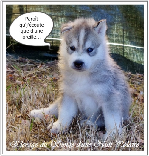 Chiot Husky Mâle (34j)