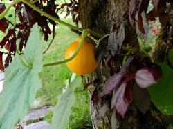 Bon Dimanche ! Le potimaron et le prunus .....