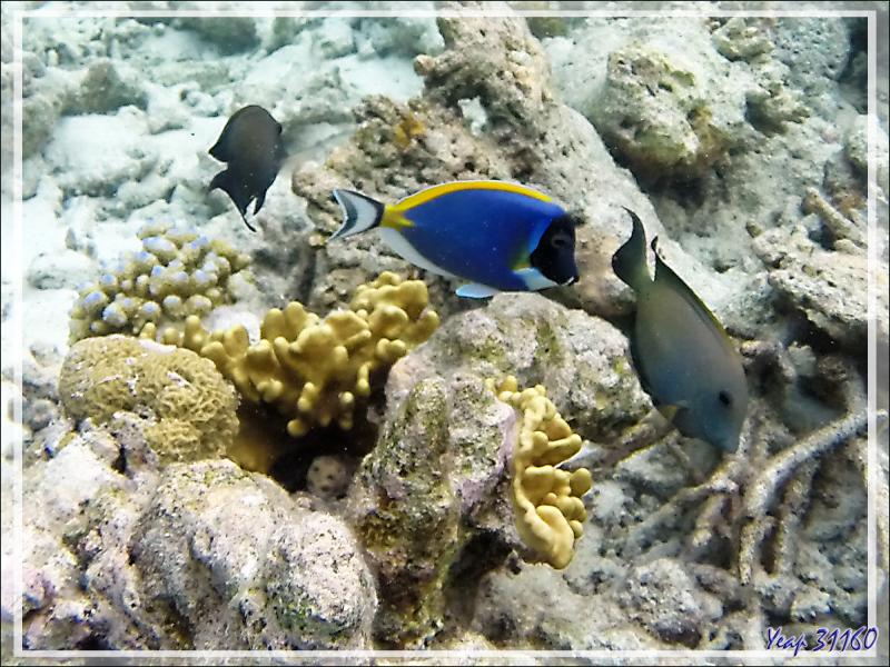 Snorkeling : Chirurgien à poitrine blanche et Chirurgien strié - Moofushi - Atoll d'Ari - Maldives