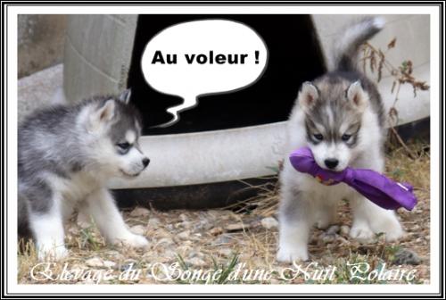 Portée de Lakmé (1er septembre 2023)