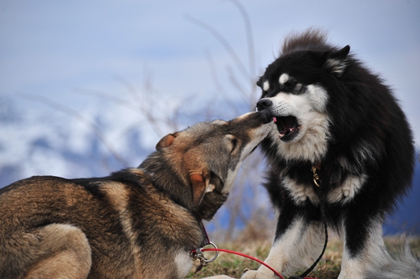 Julius Dolina Volka husky siberien