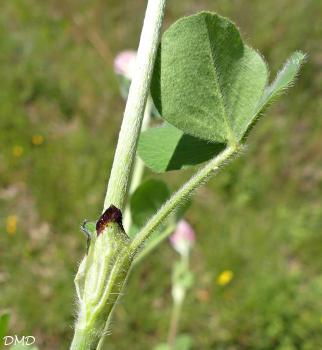 Trifolium incarnatum var. molinerii  -  trèfle de Molineri