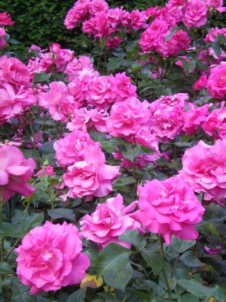 Image69
